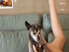 The brunette, long-legged dilettante live webcam model spreads her haunches to play with her little K9